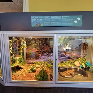 Ecotarium - Wood turtle