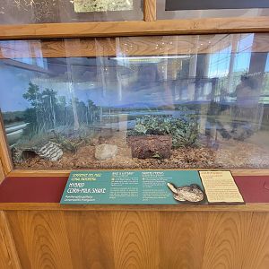 Ecotarium - Hybrid corn/milk snake