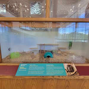 Ecotarium - Domestic mouse