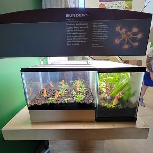Ecotarium - Sundews