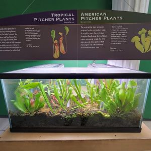 Ecotarium - Pitcher plants, both tropical and American