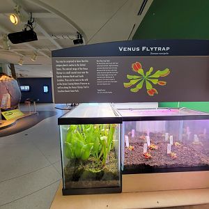 Ecotarium - Venus flytrap