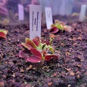 Ecotarium - Venus flytraps