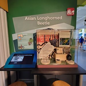 Ecotarium - Asian longhorned beetle information