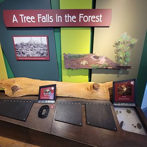 Ecotarium - A fallen tree's ecosystem