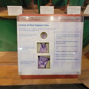 Ecotarium - Owls of new england