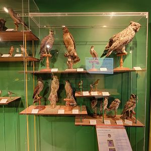Ecotarium - Owls of new england
