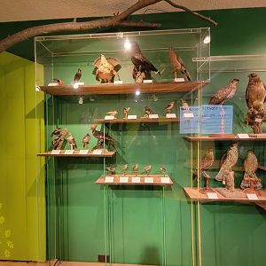 Ecotarium - Some other native species (woodpeckers, vireos, etc)