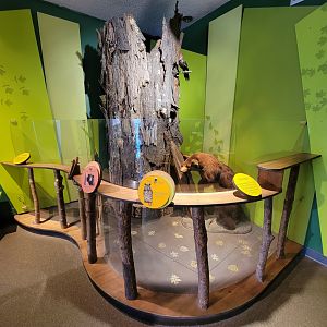 Ecotarium - Tree diorama