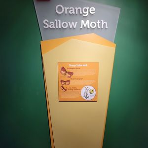 Ecotarium - Orange Sallow Moth info