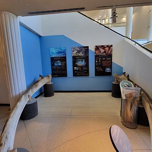 Ecotarium - Fin whale jaws