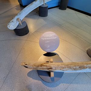 Ecotarium - Fin whale jaws