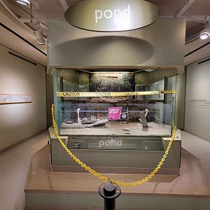 Ecotarium - Freshwater, pond exhibit closed (softshell turtle)