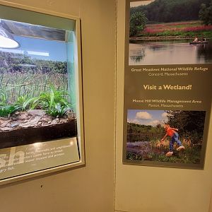 Ecotarium - Nearby wetlands