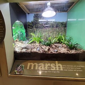 Ecotarium - Swamp & marsh, garter snake