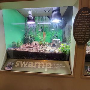Ecotarium - Swamp & marsh, garter snake