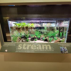 Ecotarium - Stream, crayfish