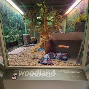 Ecotarium - Woodland, Virginia opossum