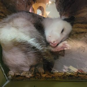Ecotarium - Woodland, Virginia opossum