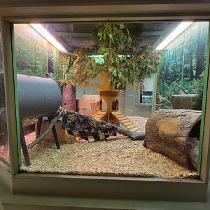 Ecotarium - Woodland, Virginia opossum