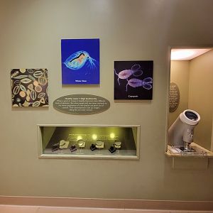Ecotarium - Microscopic water animals