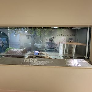 Ecotarium - Lake (normally holds snaping turtle)