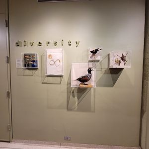 Ecotarium - Diversity