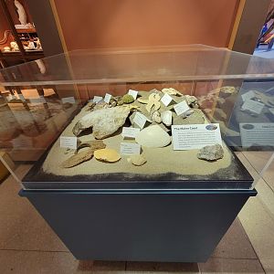 Ecotarium - Maine coast beach species