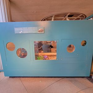 Ecotarium - Ecotarium - Eastern box turtle