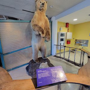 Ecotarium - Kodiak bear