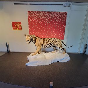Ecotarium - Year of the Tiger