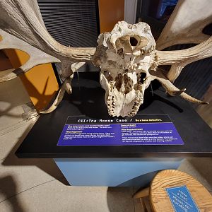 Ecotarium - CSI Moose (two skulls locked together)