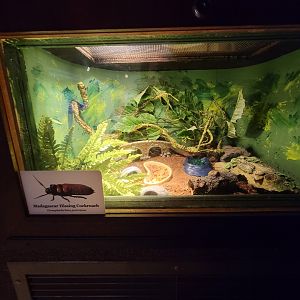 Ecotarium - African Communities: Madagascar hissing cockroach