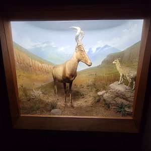 Ecotarium - African Communities: The High Country - Red hartebeest, klipspringer