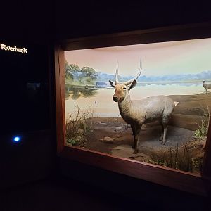 Ecotarium - African Communities: The Riverbank - Waterbuck