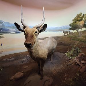 Ecotarium - African Communities: The Riverbank - Waterbuck