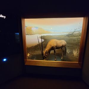 Ecotarium - African Communities: The Valley - Gemsbok