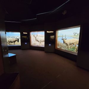 Ecotarium - African Communities: View of room