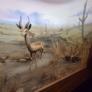 Ecotarium - African Communities: The Bushlands - Gerenuk & Kirk's dik-dik