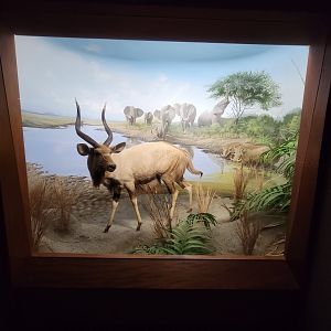 Ecotarium - African Communities: The Edge of the Forest - Nyala