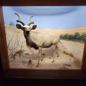 Ecotarium - African Communities: The Arid Zone - Greater kudu
