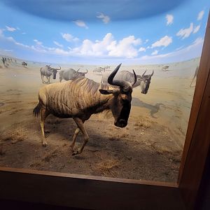 Ecotarium - African Communities: The Grasslands, dry season - Blue Wildebeest