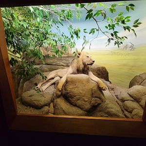 Ecotarium - African Communities: The Grasslands, wet season - Lion