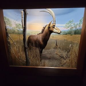 Ecotarium - African Communities: The Woodlands - Sable