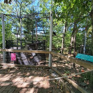 Ecotarium - Bald & Golden eagles