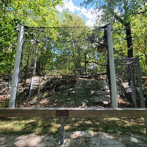 Ecotarium - Barred owl