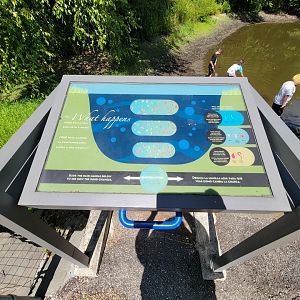 Ecotarium - Pond pollution