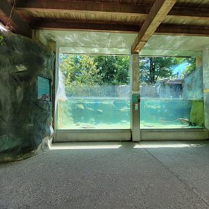Ecotarium - North American river otter underwater viewing