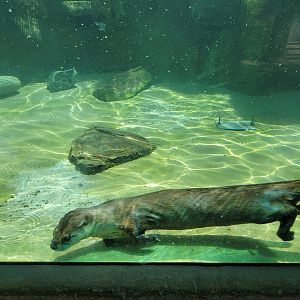 Ecotarium - North American river otter