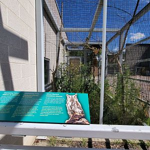 Ecotarium - Eastern screech owl